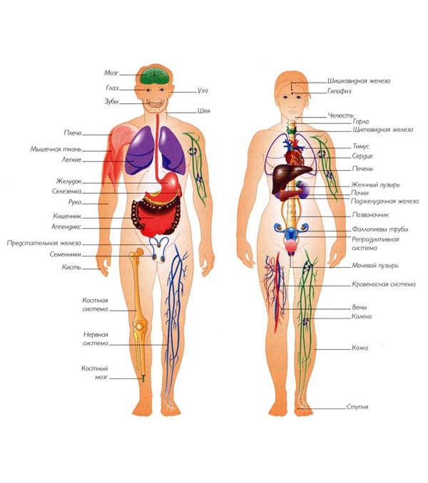 Анатомия человека фото внутренние органы женщины фото на русском